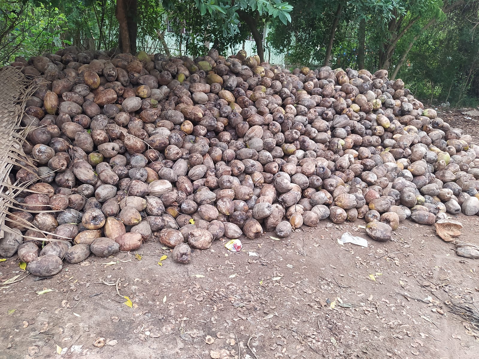 Coconut stock - Sri Kamatchi Traders