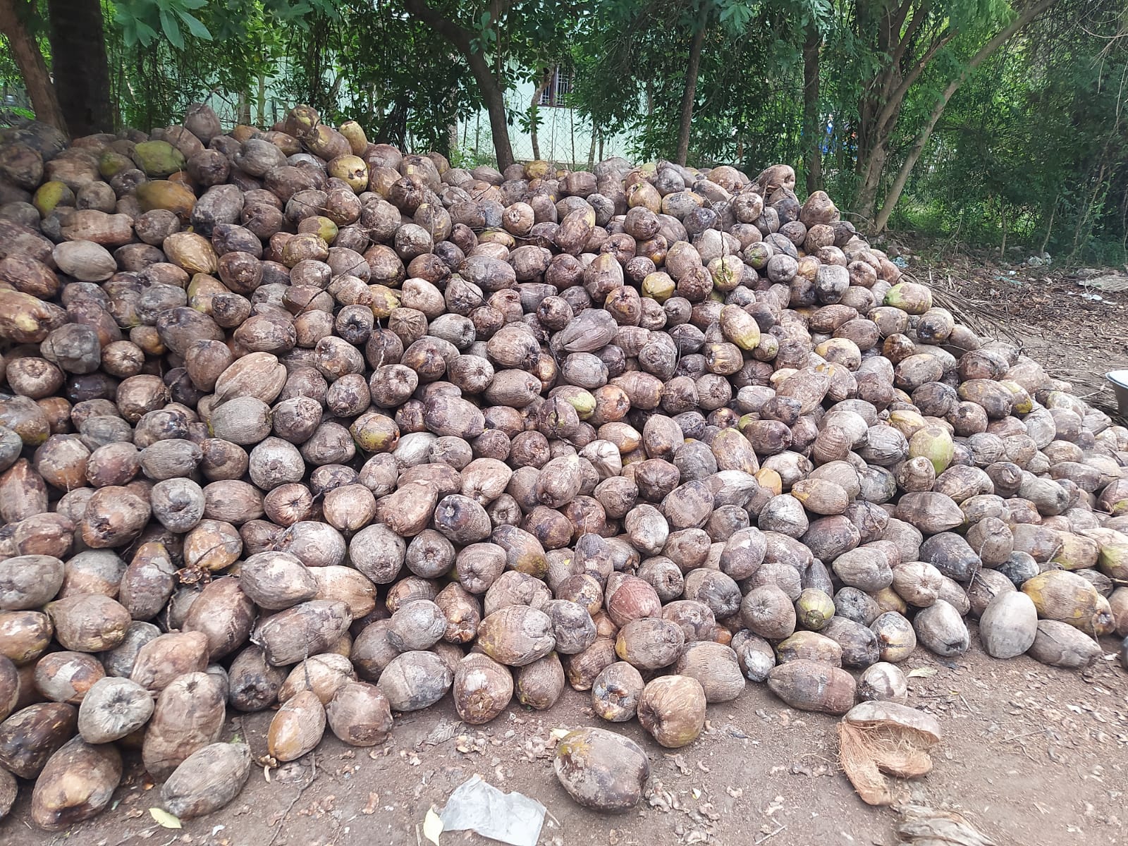 Copra batch - Sri Kamatchi Traders