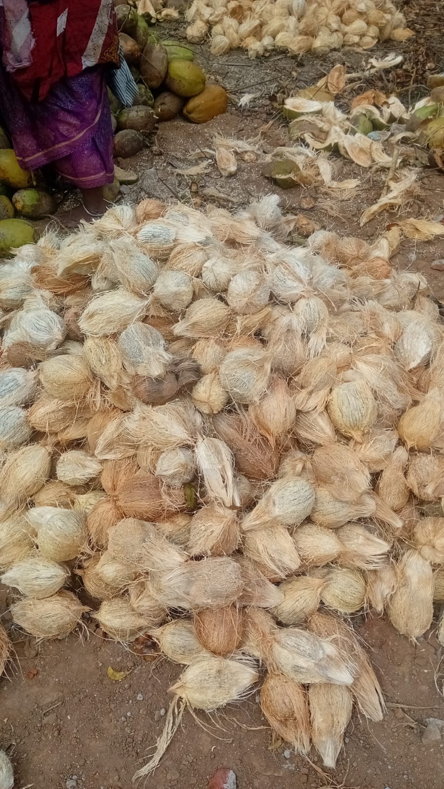 Coconut farm - Sri Kamatchi Traders