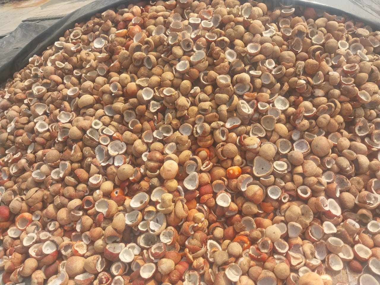 Field harvest - Sri Kamatchi Traders