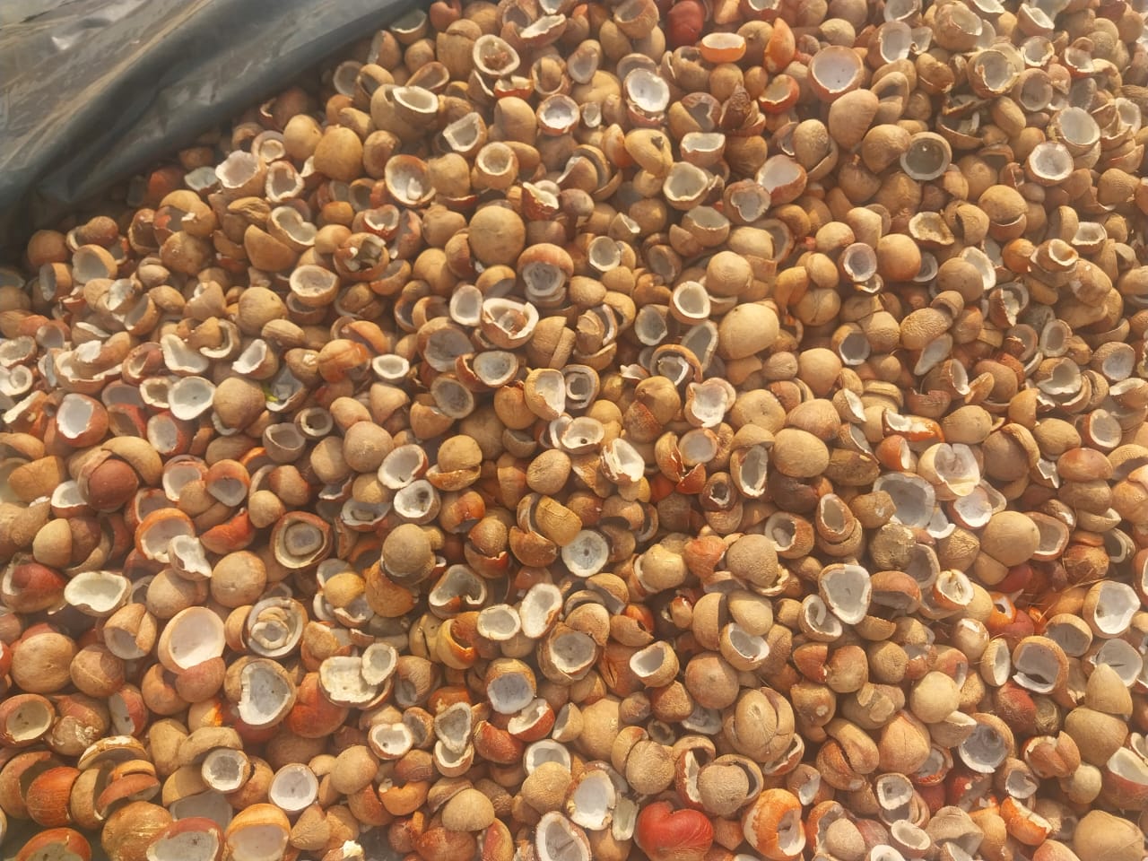 Shell quality - Sri Kamatchi Traders