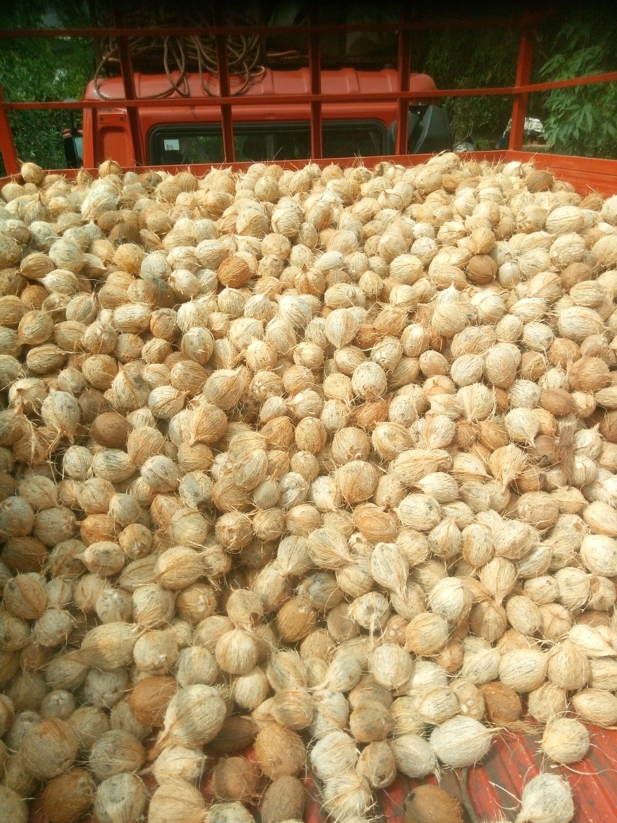 Coconut grove - Sri Kamatchi Traders