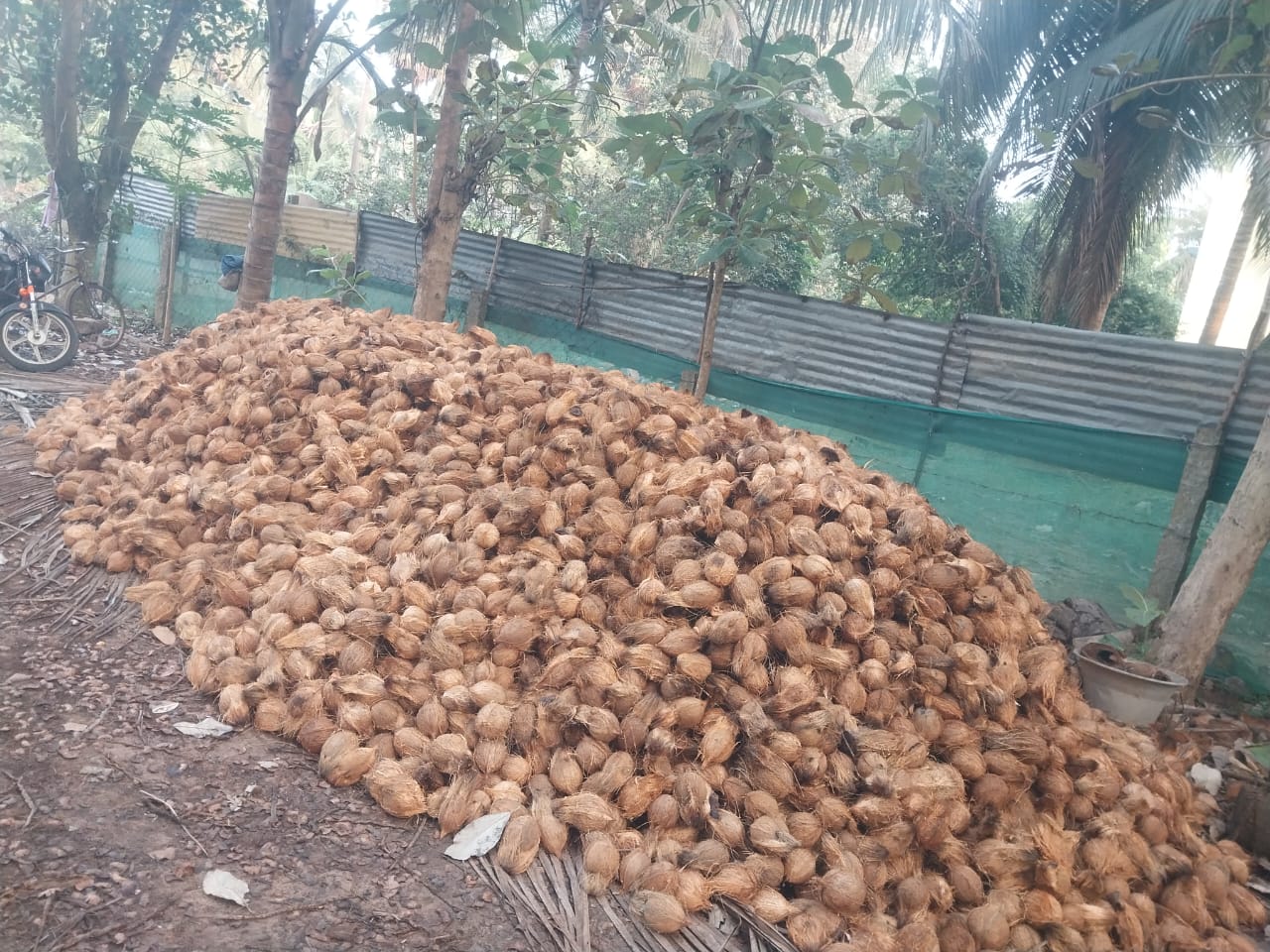 Grade A coconuts - Sri Kamatchi Traders