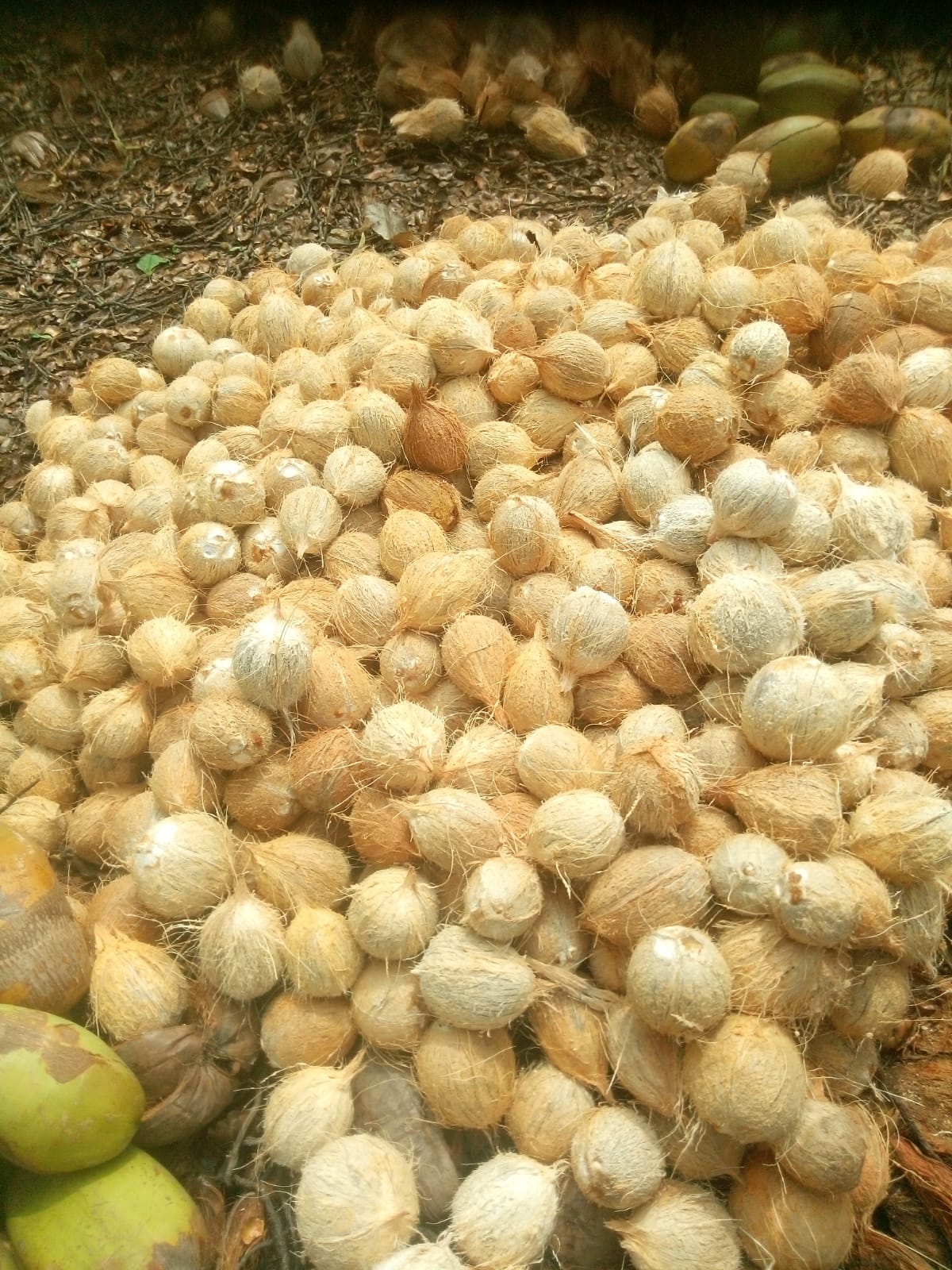 Processing - Sri Kamatchi Traders